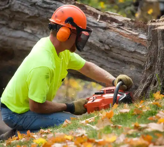 tree services Arden on the Severn